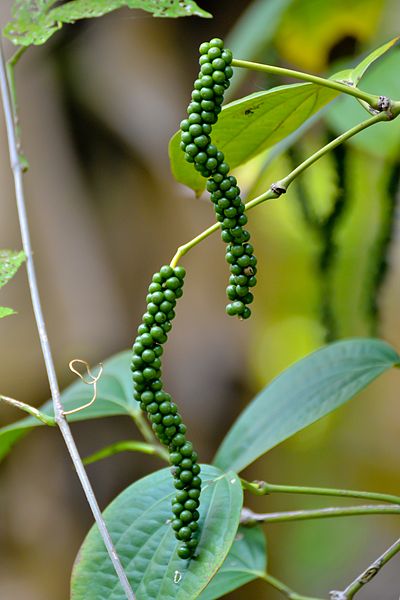 Unripe fruit of the plant Piper negrum, when ripe the berries are red, and turn black upon drying.