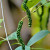 Unripe fruit of the plant Piper negrum, when ripe the berries are red, and turn black upon drying.