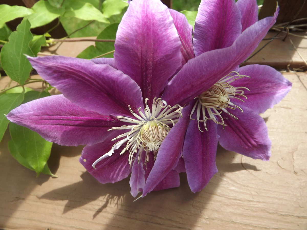 How to Plant and Grow Clematis Vines 