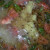 Dive of the Lentil