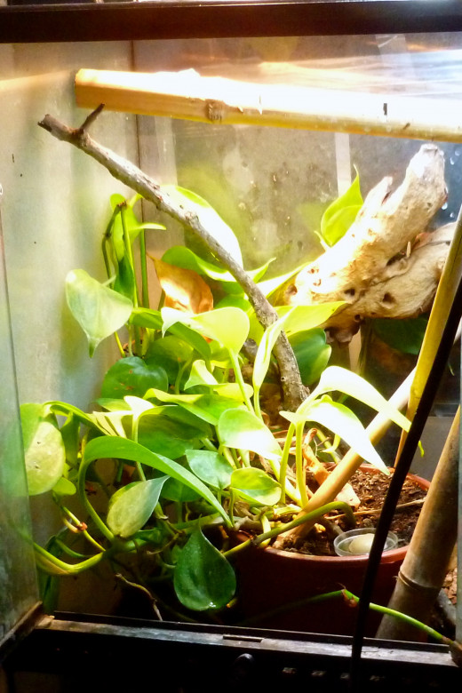 An exoterra terrarium with branches, bamboo and pothos will provide a suitable habitat for electric blue geckos.