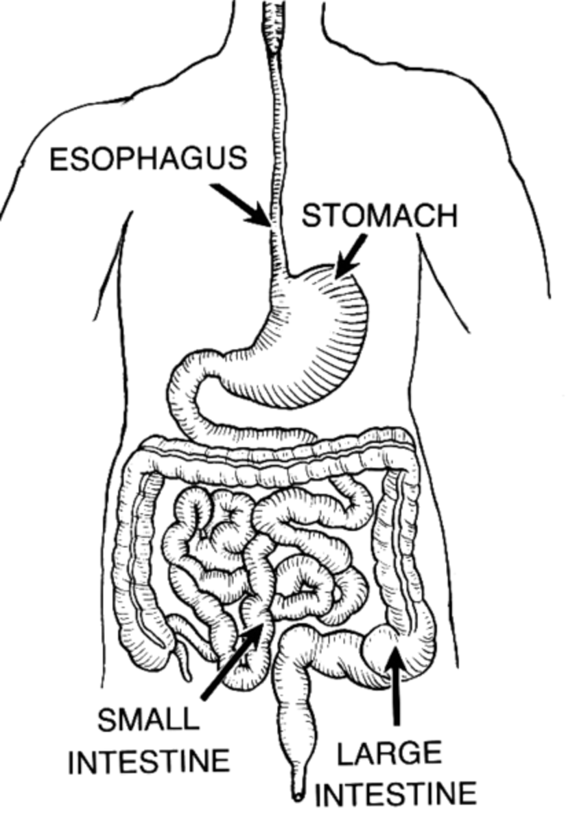 Learn About the Digestive System for Kids | HubPages