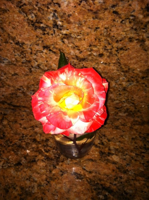 A serenity rose that you yourself raised and share with a love one.