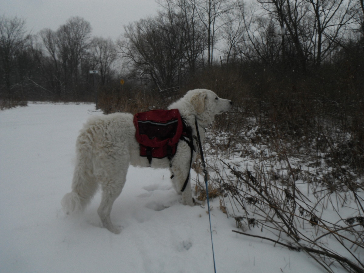 K2 shows his guardian instinct during a winter hike.