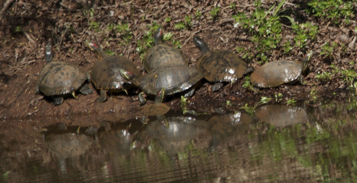 Red Eared Sliders, All in a Row