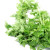 PARSLEY PARSLEY