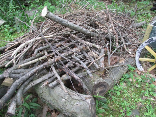 Brush piles have lots of places for birds to hunt insects; and to shelter from storms; and to find nesting materials.