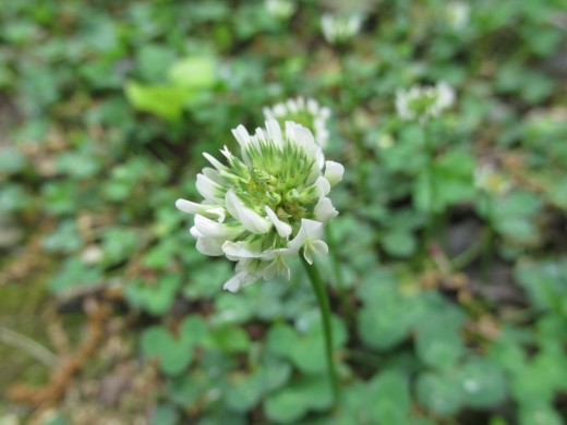 White clover is a low-growing lawn alternative that needs little mowing,  It also attracts lots of beneficial insects and bees that help pollinate lots of  vegetables and flowers.