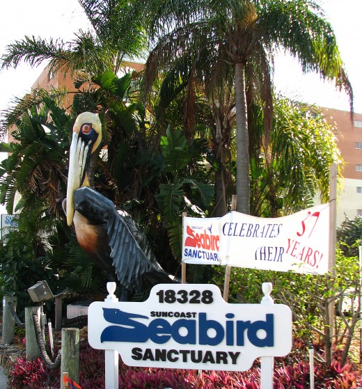 Learn about and observe sea birds at the Suncoast Seabird Sanctuary.