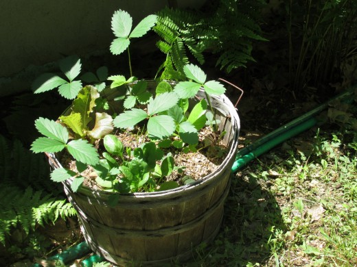 Half bushel basket repurposed for mini salad garden.