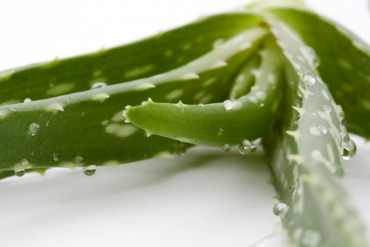 Aloe Vera plant - always grow one at home. Its gel has many uses