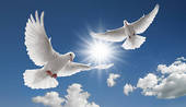 White doves heralding peace