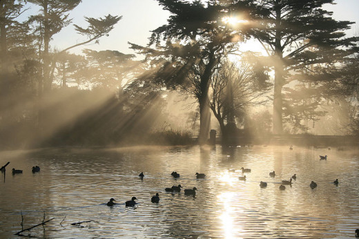  Crepuscular Rays. In the middle left of the image one could also see a different set of the rays coming upward from the lake. The light source for these rays is the Sun's reflection. Stow Lake, Golden Gate Park, San Francisco. Artist: Brocken Inaglo