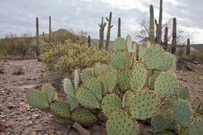 Saguaro National Park -- Tucson, Arizona