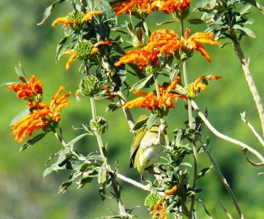 Weaver in Wild Dagga