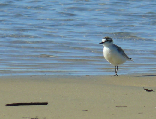 White-fronted Plover in Cefani