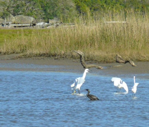 Little Egret and White-breasted Comorant