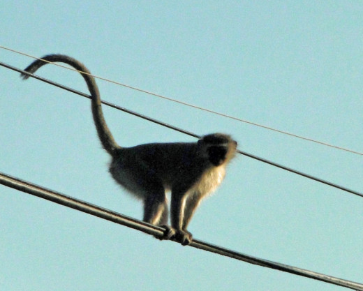 Vervet Monkey- balansing act