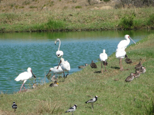 Summer visitors now somewhere in north. Spoonbill