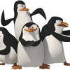SkipperMadagascar profile image