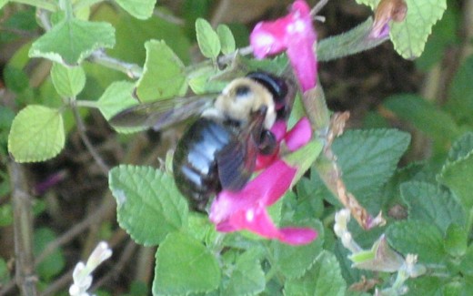 Carpenter bee