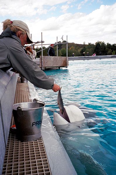 Feeding a beluga whale