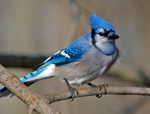 Swallow, Woodpecker, and Blue Jay Spirit Guide Meanings Swallow, Woodpecker, and Blue Jay Spirit Guide Meanings