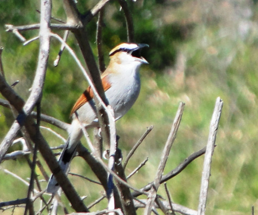 Brown-capped Tchagra- in full song
