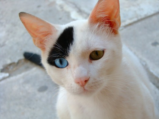 If cats are underworld guardians, it's no wonder they can see spirits...