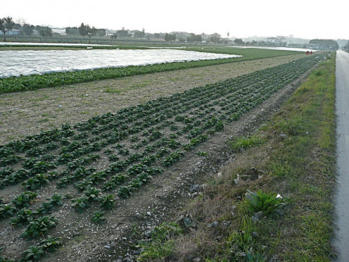 Spinach field in Italy.