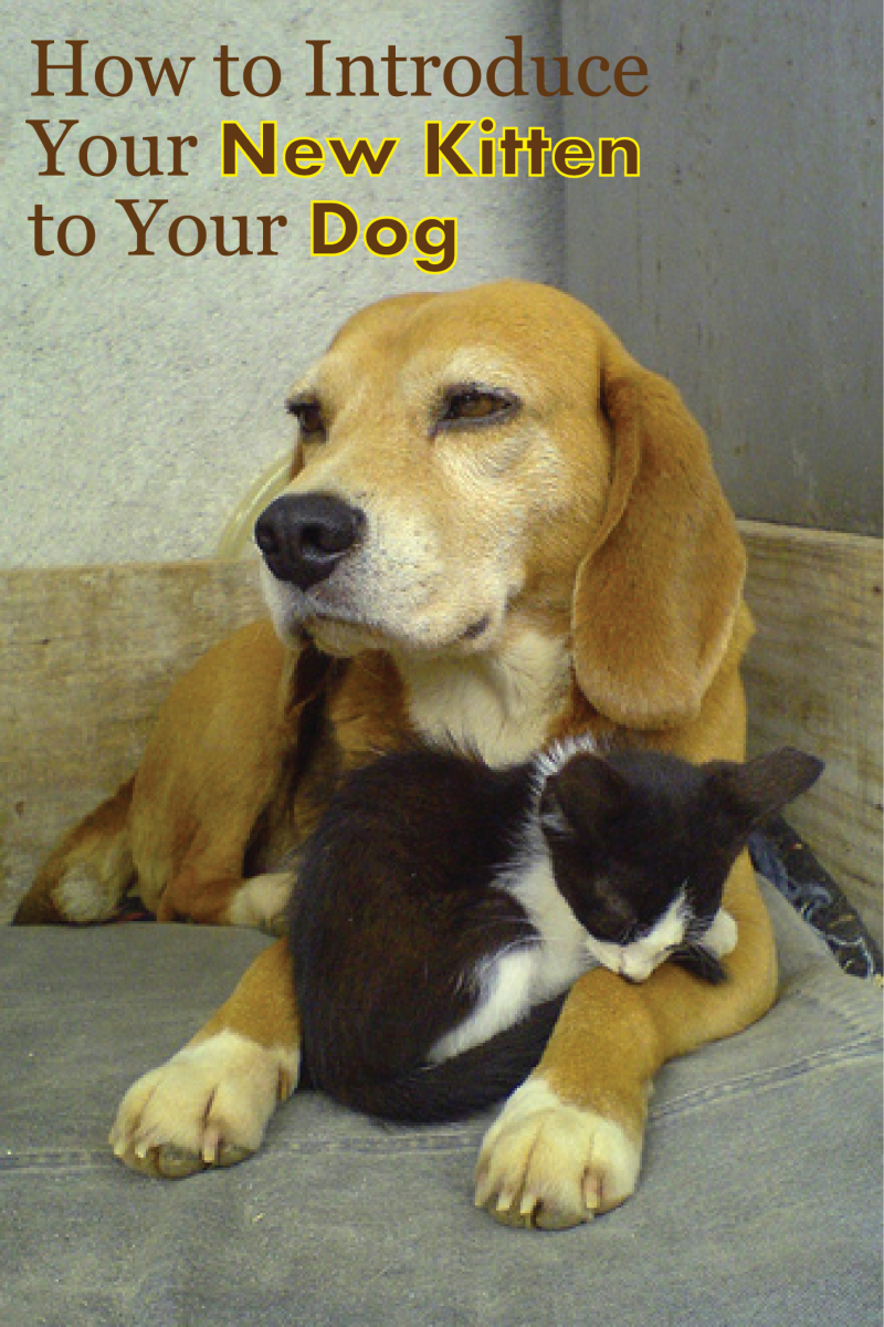 How to Introduce Kittens to Dogs Your Cats and Dogs CAN