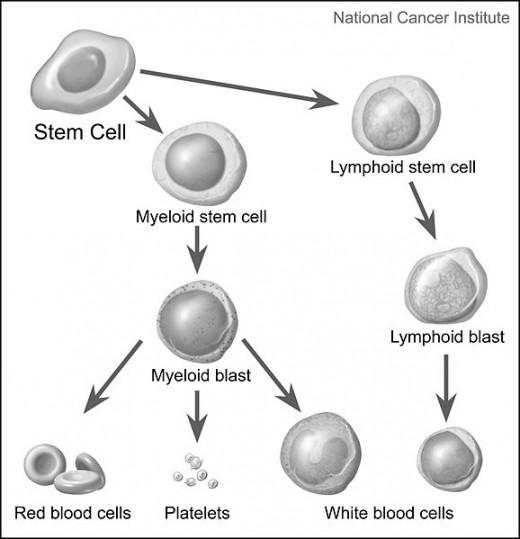 The cell path to regeneration of 3 types of cells in bone marrow.