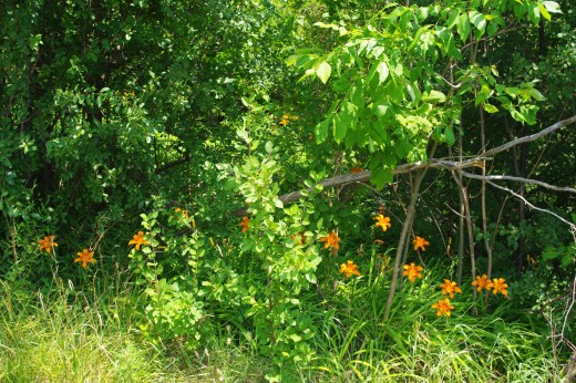 Orange Daylilies.