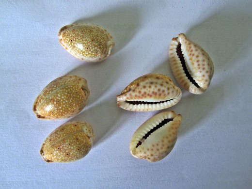 Maldivians cultivated cowry shells by floating branches of coconut palms in the sea, to which the shells attached themselves.The shells used as dice, or international currency of the early ages,so islands known as 'Money Isles'by Arabs from 2nd AD.