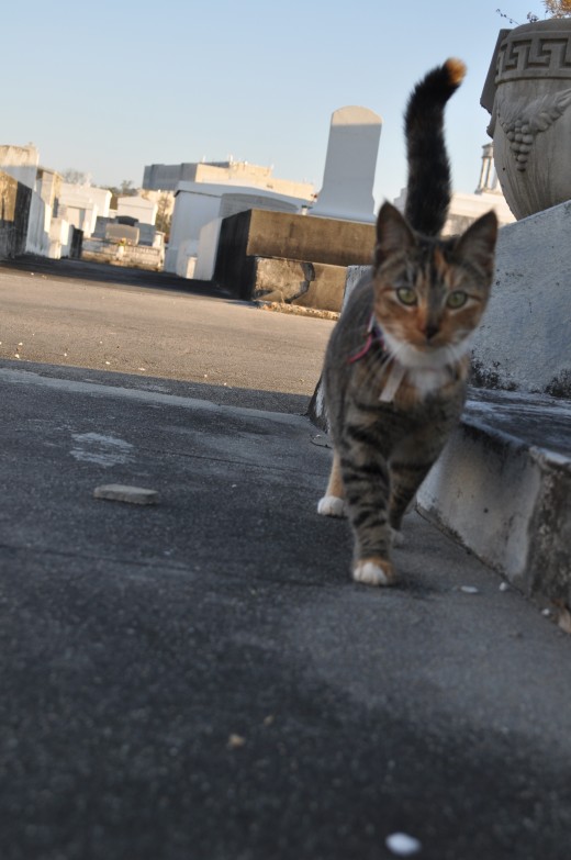 There are a number of friendly housecats that come to keep an eye on things. 