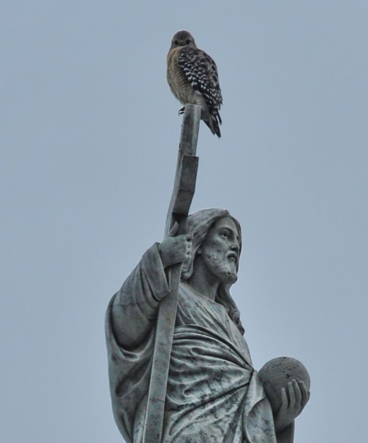 Being watched over by a hawk