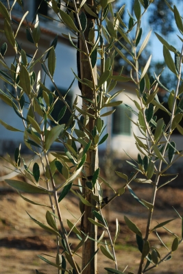 olive trees are protected in Italy and may not be chopped down or destroyed.