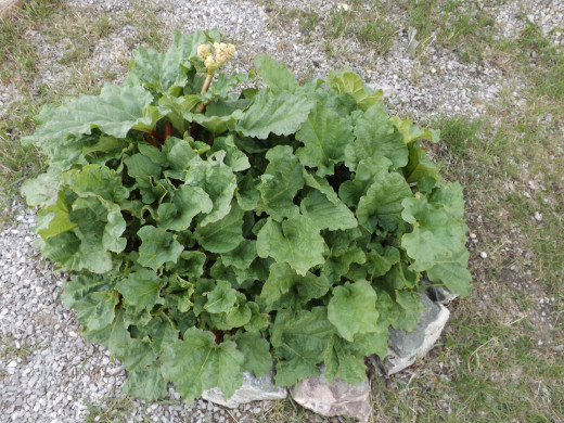 My Rhubarb Plant