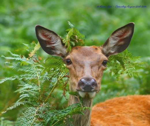 The abundant and troublesome Deer populations could be controlled by a small Wolf population.