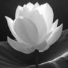 lotusletters profile image