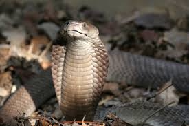 Then the table turned, the stranger became more and more aggressive. The redhead knew that she was now OVER her head. Her face paled and she abruptly left the table.He mused that if one plays with snakes, one will be bitten!