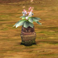 Umblia is a gatherable which looks like a plant. It is use din potionmaking.