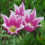 The beauty in a spring tulip The beauty in a spring tulip