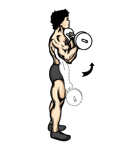 Barbell curls are the heaviest bicep exercise that can be performed, thus adding the most mass overall.