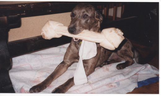 Dottie loved bones, toys, and socks.  She has both a bone, and a sock, in this picture.