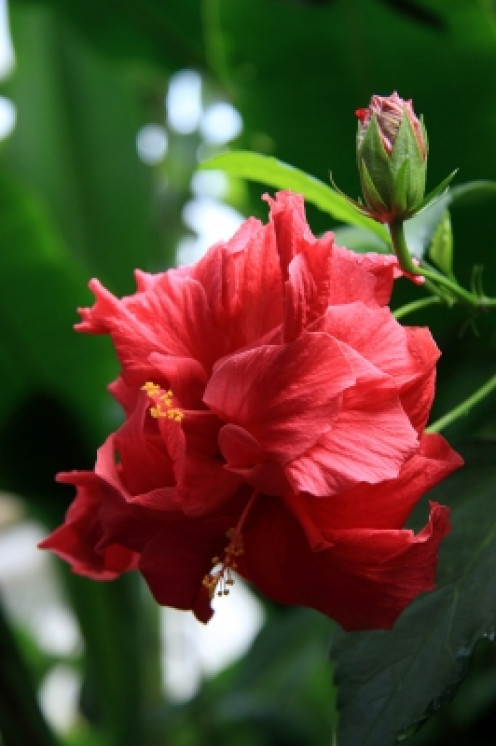 hibiscus peut être utilisé pour améliorer la couleur des cheveux rouges.