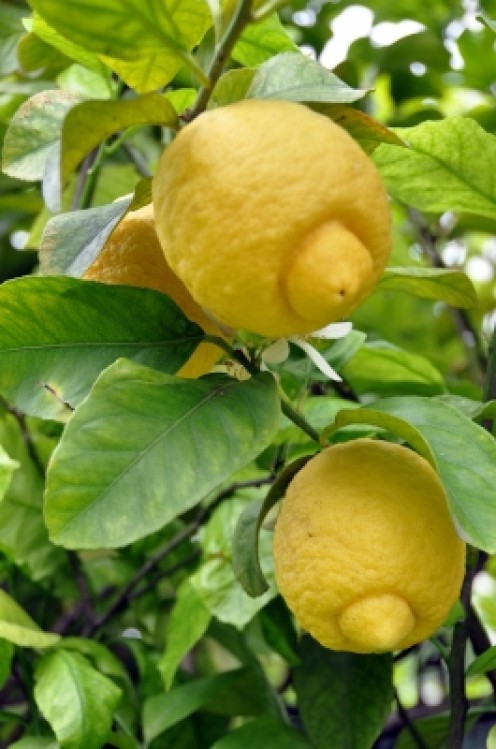 Les citrons sont astringentes et le nettoyage. 