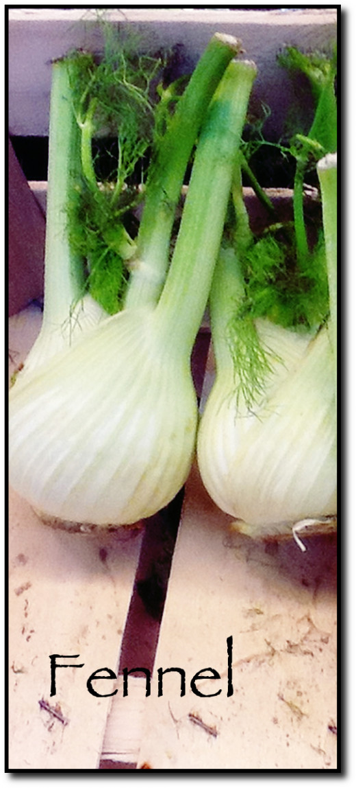 Fennel