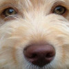 knutterbutter profile image