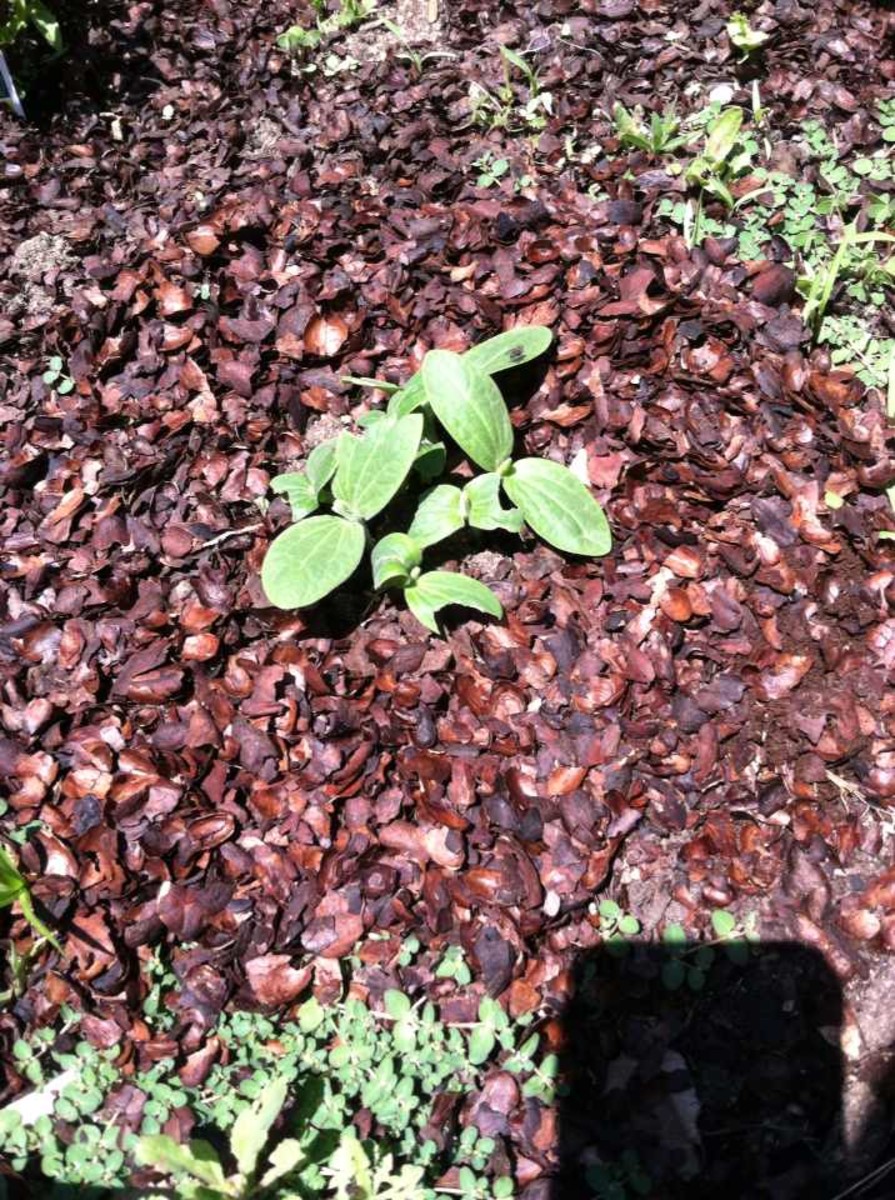 Sowbugs ate my new pumpkin seedlings! The horror...